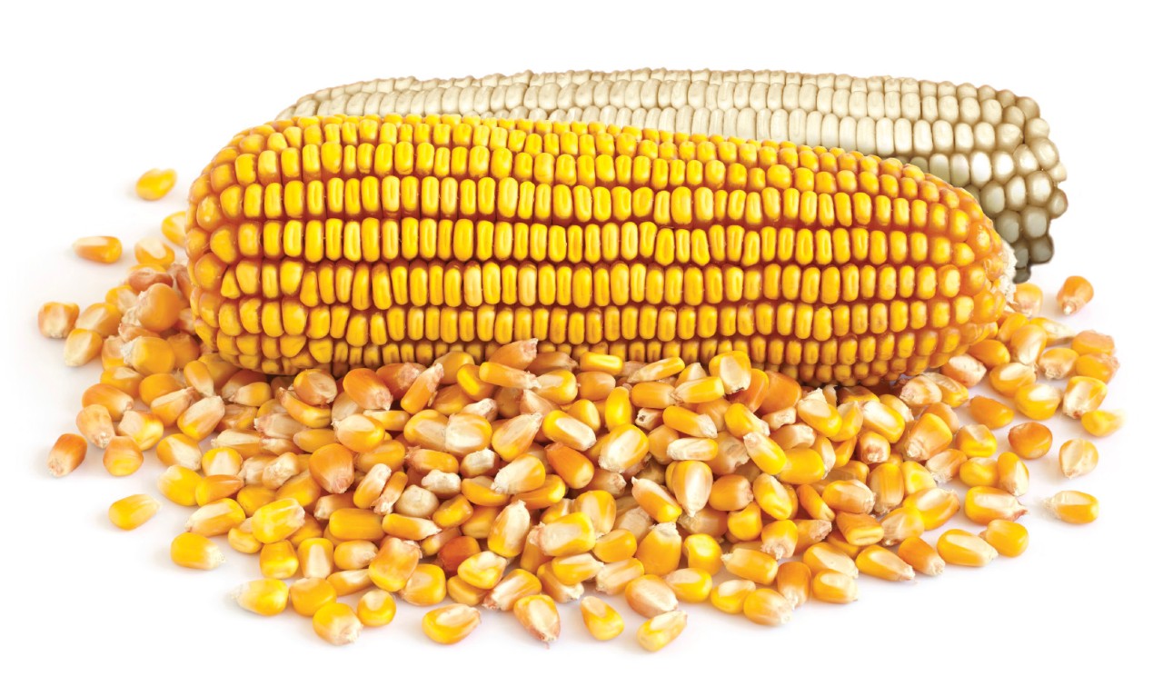 stacked traits and corn